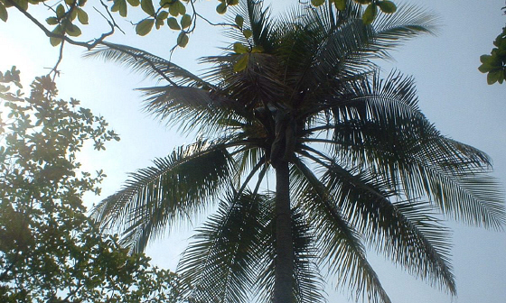 Coconut Tree in El Salvador